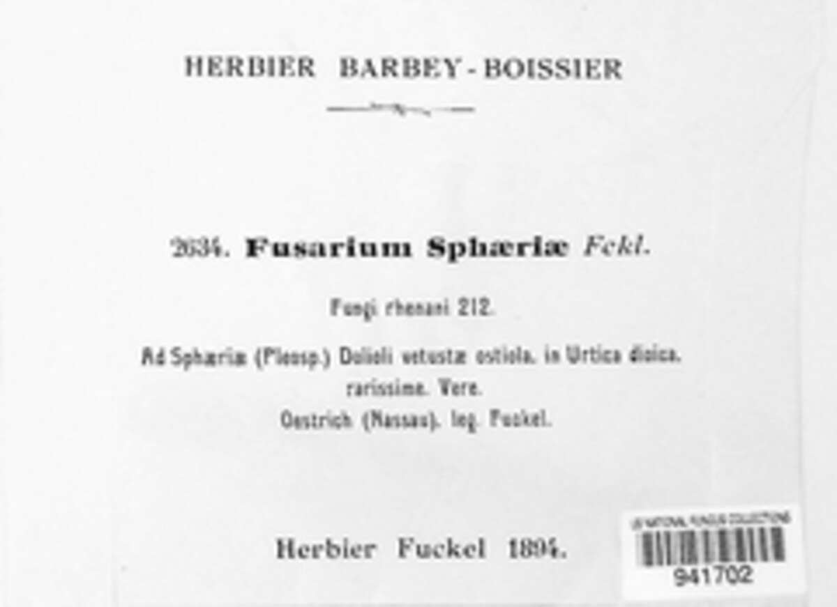 Fusarium sphaeriae image